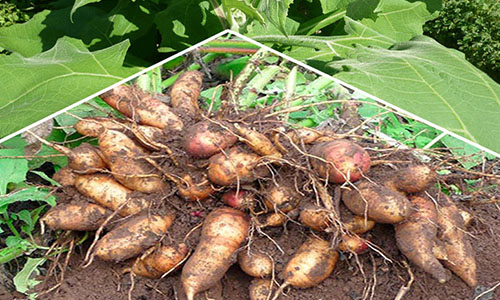 Odoo - Sample 1 for three columns