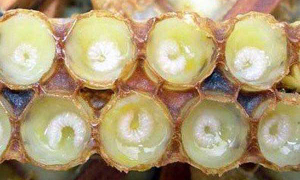 Odoo - Sample 1 for three columns