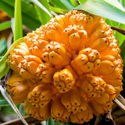 Odoo - Sample 1 for three columns