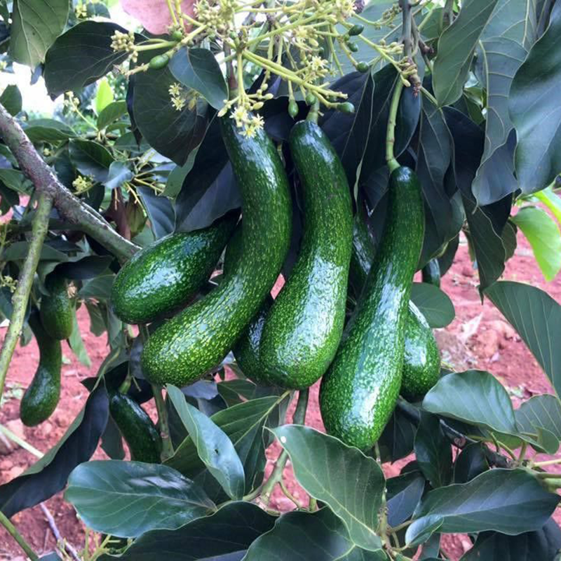 Bơ 034 Loại 1(3 trái)