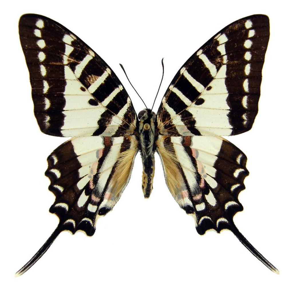 26. Graphium nomius