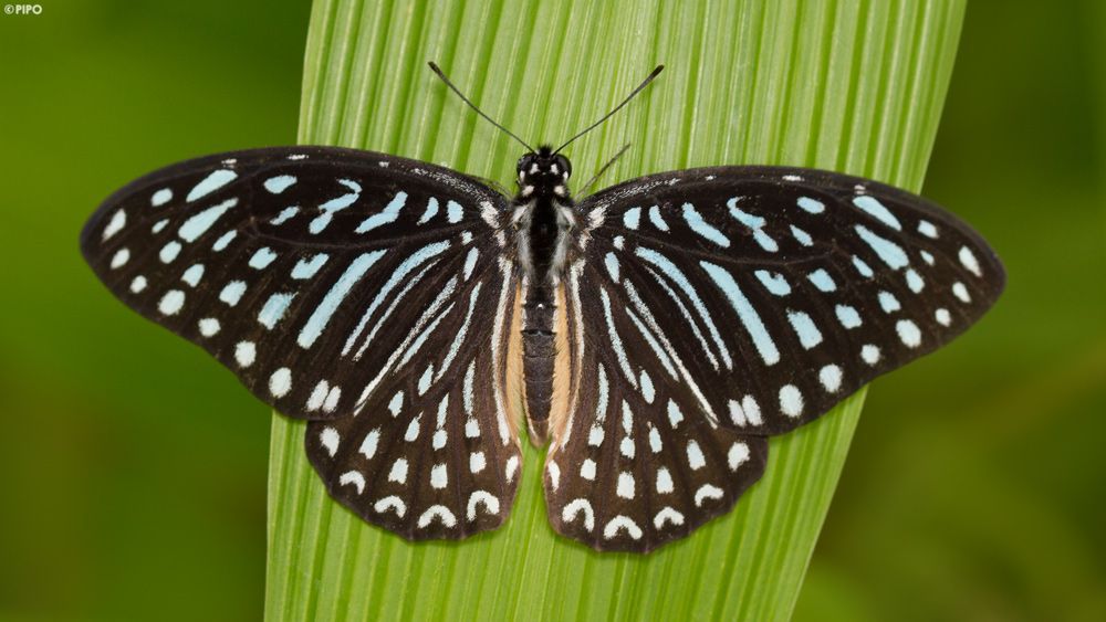27.Graphium megarus