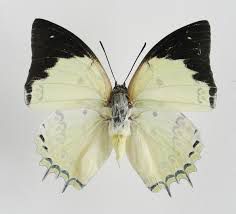 19. Polyura delphis