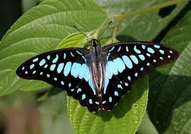 7. Graphium eurypylus