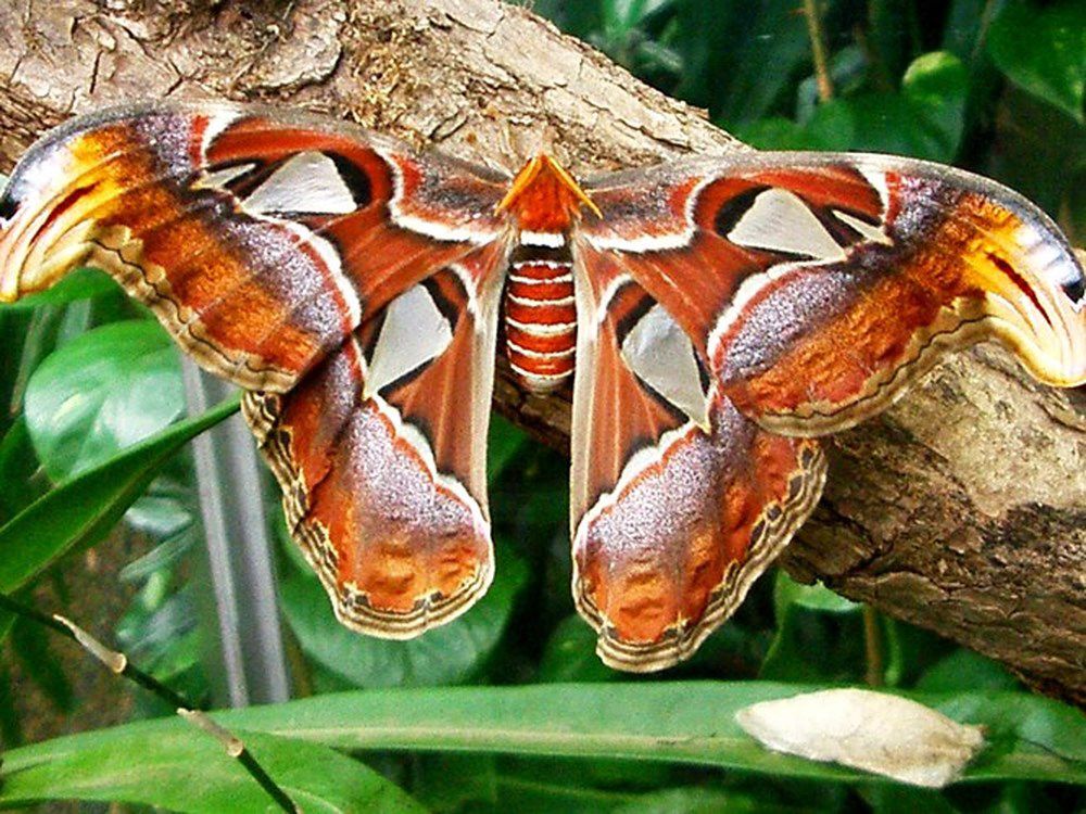 2. Attacus atlas